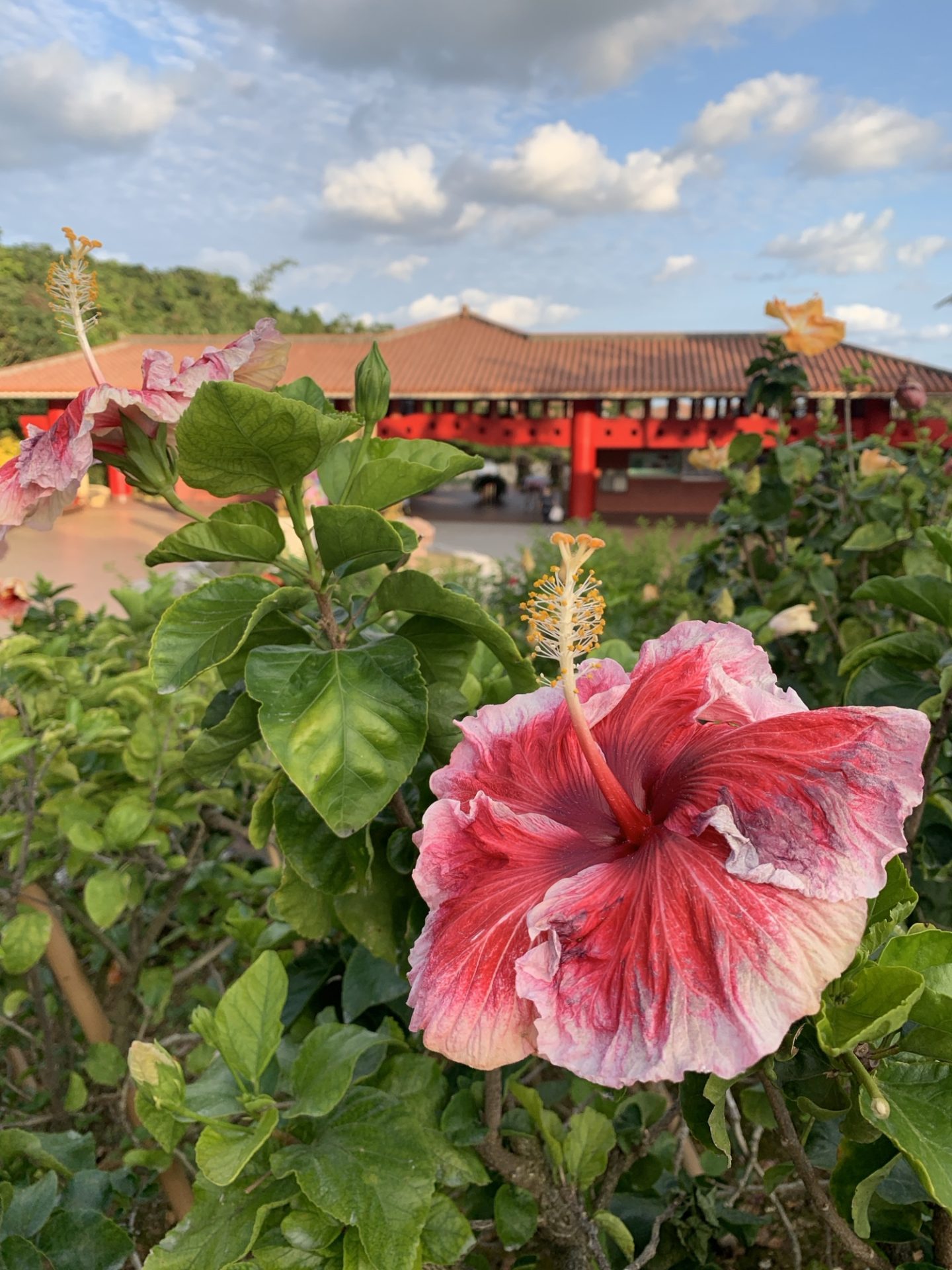 Beginners Guide to Okinawa